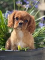 Quality Health Tested IKC Cavalier King Charles Spaniels for sale.