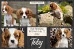 Cavalier King Charles Spaniel ( Parents Health Tested) for sale.