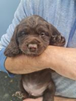 Chocolate Cocker Spaniel puppies for sale.