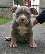 American Bully Dogs Puppies For Sale In Ireland