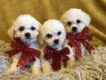 Fabulous purebred TINY Bichon Frise puppies for sale.