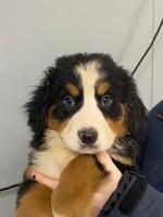 IKC registered Bernese mountain dog for sale.