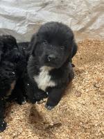 IKC Newfoundland puppies for sale.