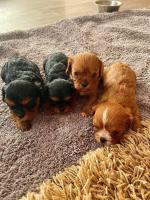 Female Cavalier king Charles puppy for sale.