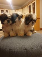 Sam & Lola the Shih Tzu puppies for sale.