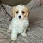 Male Cavachon Puppy for sale.