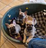 IKC Reg French Bulldog pups in Dublin for sale.
