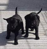 Maisy & Dodge the Black Labs for sale.