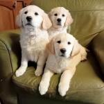 3 Golden Retriever puppies, IKC Registered for sale.