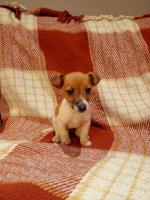 Female Miniature Jack Russel pup for sale.