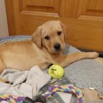 Labrador KC Reg puppies in Down for sale.