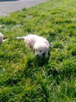 IKC Reg. Golden Retriever Pups in Meath for sale.