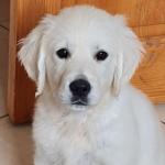 IKC health checked Golden Retreiver puppies for sale.
