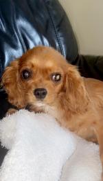 Cavalier King Charles Puppy for sale.