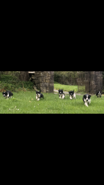 Collie x pups for sale.