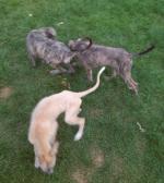 Lurcher puppies for sale.