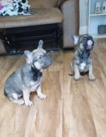 French Bulldog in Offaly for sale.