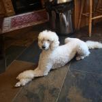 Standard Poodle puppies,IKC registered for sale.