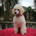 Beautiful Standard Poodle pups, IKC registered for sale.
