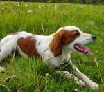 IKC Red White Setter, Male 1yr Stunning for sale.