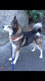 Cleo (Husky-Collie Mix) [sold].