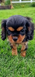 Pure breed Cavalier king Charles for sale.