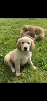 Beautiful Golden Retriever puppies for sale.