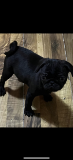 Male black Pug puppy for sale.