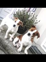 Jack Russell 2 yr old for sale.