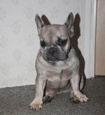 YOUNG FRENCH BULLDOG FEMALES for sale.
