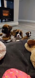 Boxer puppies in Wexford for sale.