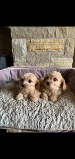 Cavachon pups for sale.