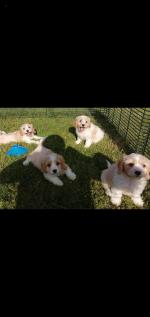 Cavachon puppies in Roscommon for sale.