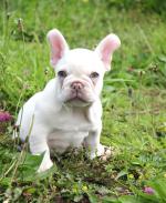 Stardust the French Bulldog for sale.