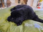 Black Newfoundland puppies in Galway for sale.