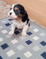 Cavachon##1Girl available## for sale.