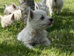 West Highland Terrier Puppies for sale.
