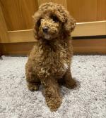 Male brown Toy Poodle in Kerry for sale.