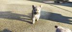 Cookie the Cairn Terrier for sale.
