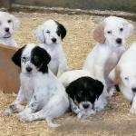 English Setters for sale.