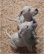 Dogo Argentino for sale.