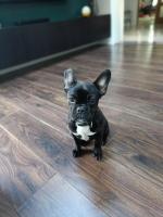 Stella the French Bulldog in Wicklow for sale.