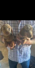 Female Dachshund pups in Dublin for sale.