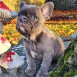 French bulldogs in Offaly for sale.