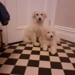 Labradoodle Puppies Male & Female €600 for sale.