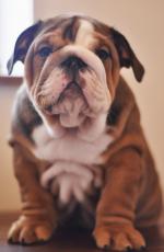 Bulldog Dogs Puppies For Sale In Ireland