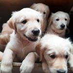 Beautiful IKC Golden Retriever Puppies for sale.