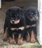 Rottweiler pups in Laois for sale.