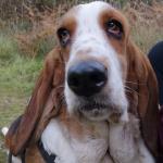 Gwen the Basset Hound in Offaly for sale.