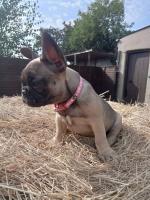 Fawn French bulldogs for sale.